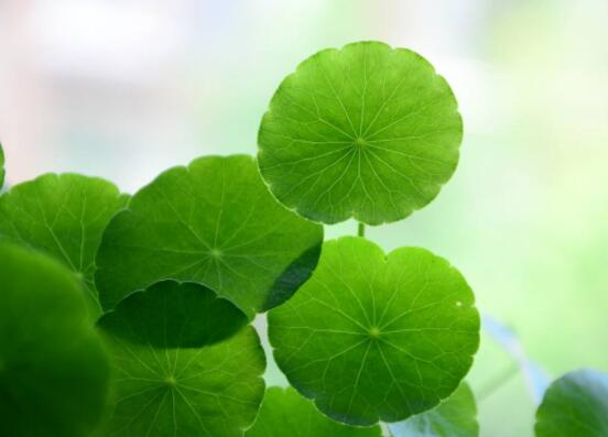 銅錢草的禁忌擺放位置，只要注意這四大位置便可