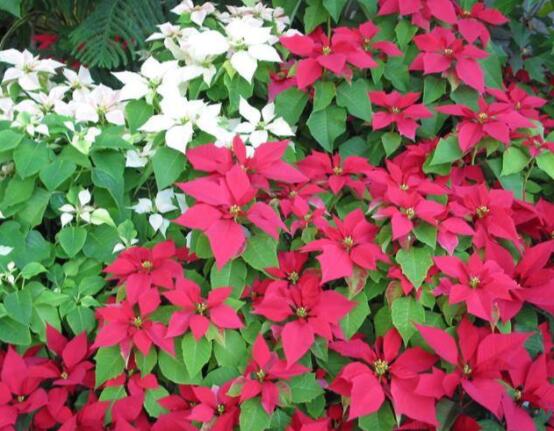 一品紅花怎么養(yǎng)， 做好七個(gè)要點(diǎn)生長(zhǎng)的郁郁蔥蔥、紅紅火火