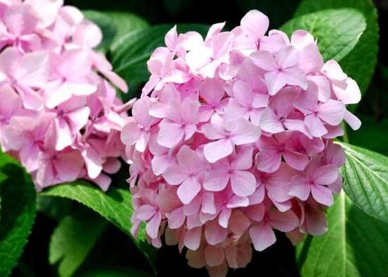 繡球花有哪些品種，繡球花品種圖片大全