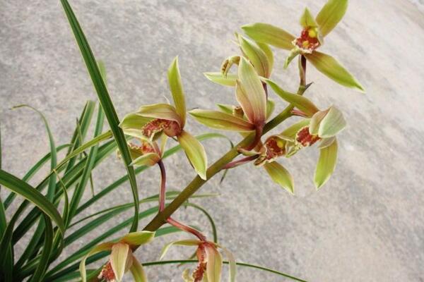 蘭花的品種有哪些，中國(guó)5大蘭花品種