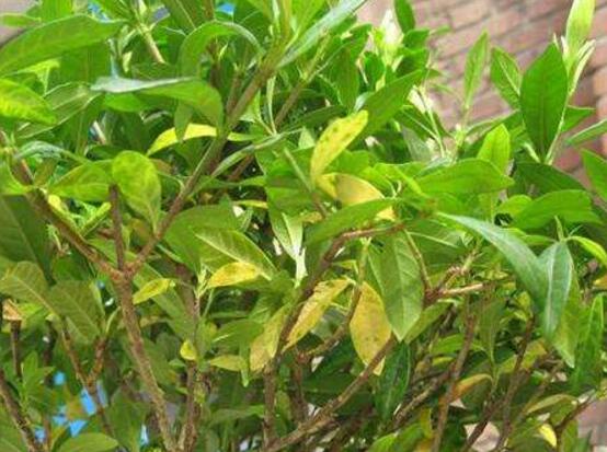 茉莉花葉子發(fā)黃怎么辦，茉莉花葉子發(fā)黃解決辦法