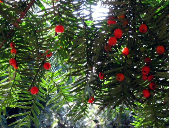 紅豆杉干枯后急救方法，教你四種方法輕松解決