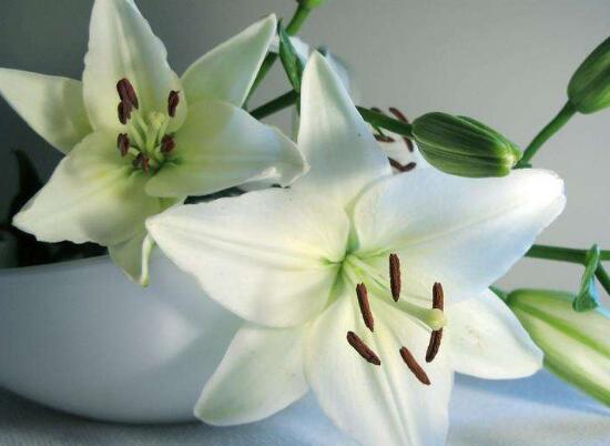 百合花怎么養(yǎng)，百合花的養(yǎng)殖方法和注意事項(xiàng)