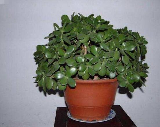 燕子掌換土后要澆水嗎，可根據(jù)具體情況來具體對(duì)待