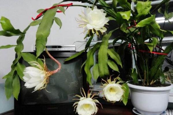 曇花什么時(shí)候開花，每年的6-10月開花（花期十分短暫）