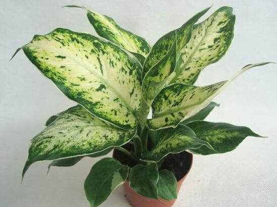 花葉萬年青有毒嗎，花葉萬年青能放室內(nèi)嗎