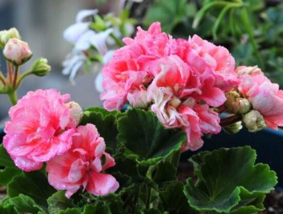 蘋果天竺葵的養(yǎng)殖方法，老農(nóng)總結(jié)六大最實(shí)用要點(diǎn)