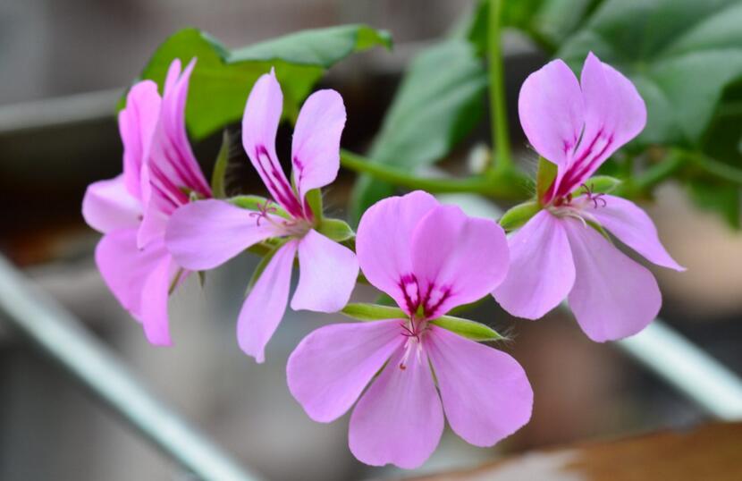 天竺葵夏季養(yǎng)殖方法，補(bǔ)充能量是關(guān)鍵