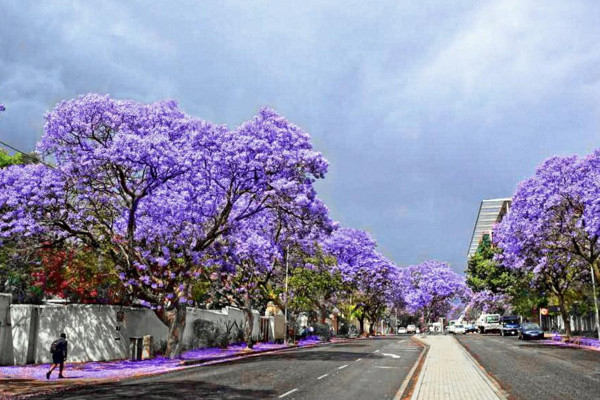 藍(lán)花楹的花語，寧靜深遠(yuǎn)、抑郁絕望