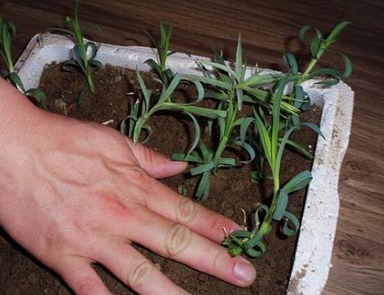 盆栽康乃馨怎么繁殖，康乃馨扦插方法圖解