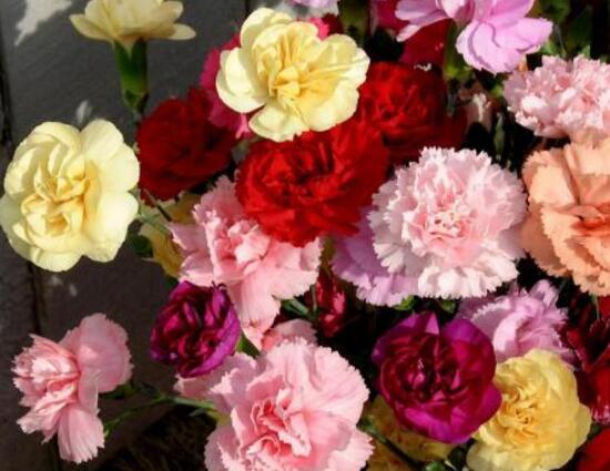 康乃馨有毒嗎，康乃馨能養(yǎng)在臥室嗎