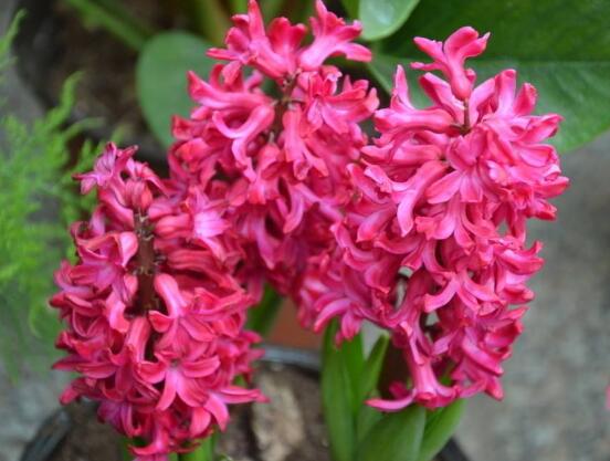 風(fēng)信子冬天怎么養(yǎng)，做好五點(diǎn)基本方法可安然過冬