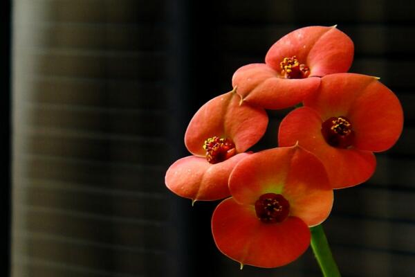 虎刺梅有毒嗎家里能養(yǎng)嗎，不能放在家里的4個理由