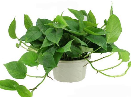 綠蘿的品種有哪些，綠蘿哪個(gè)品種好