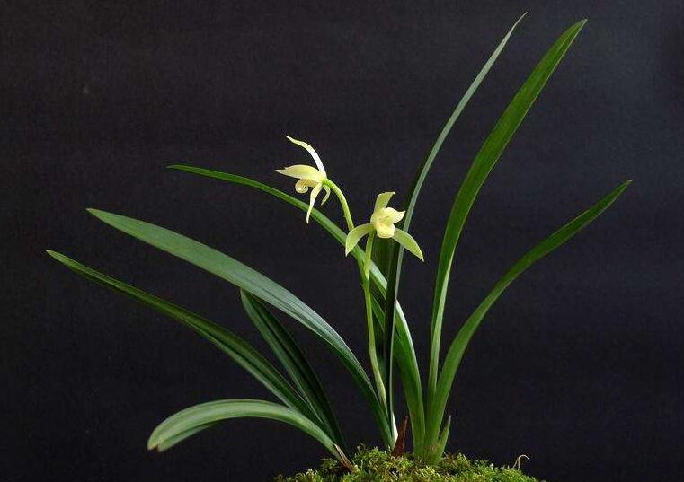 常見蘭花品種圖片名稱，常見的有春蘭、蕙蘭以及建蘭