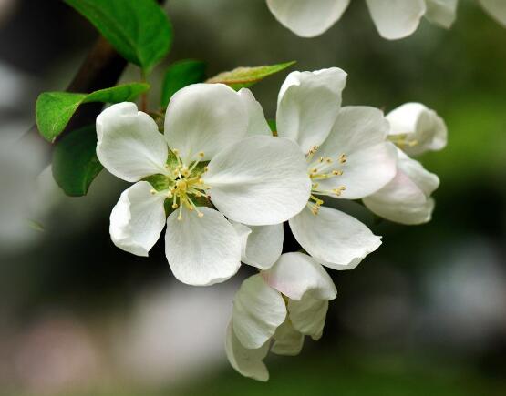 家里為什么不能養(yǎng)海棠花，迷信斷腸花傳說(shuō)/忌干花養(yǎng)殖(財(cái)運(yùn)不濟(jì))