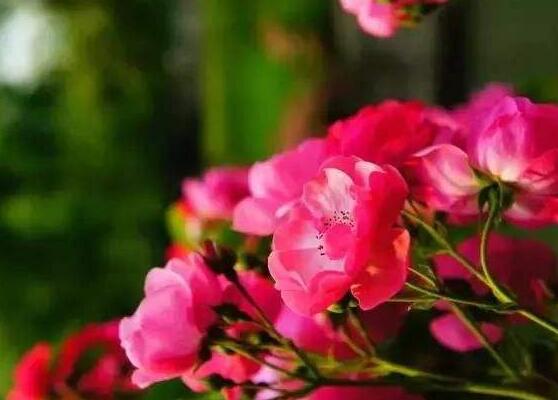 野薔薇花，野薔薇花特點(diǎn)