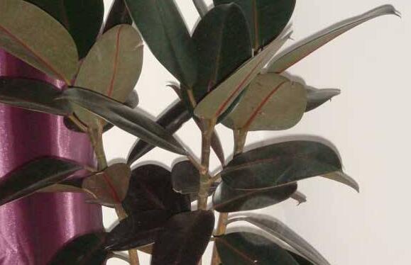 黑金剛和橡皮樹的區(qū)別，其實就就是橡皮樹的一種