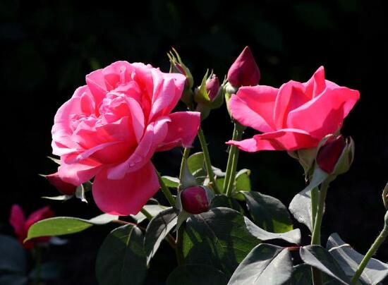 月季花冬季怎么修剪，做好四大修剪要點(diǎn)變得更美觀