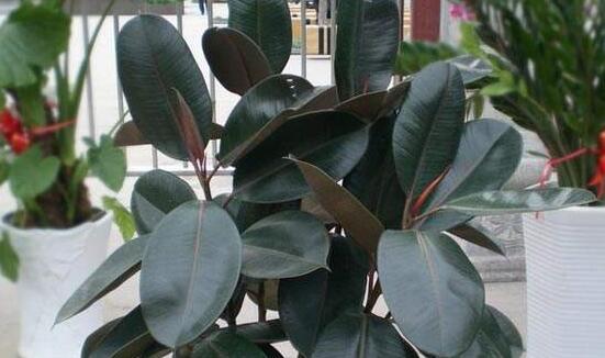 橡皮樹怎么修剪，橡皮樹修剪方法