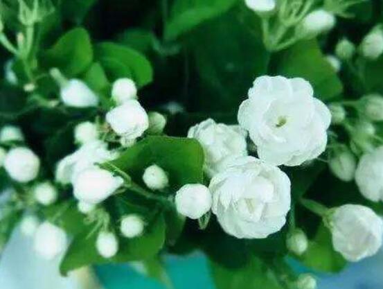 茉莉花掉葉子怎么辦，四種原因以及解決辦法