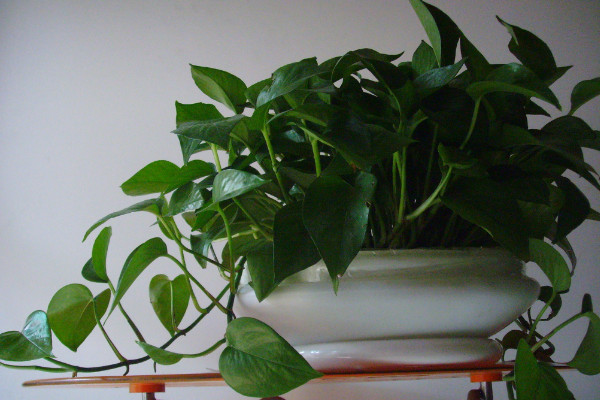 綠蘿為什么會爛根，溫度過低/水肥不當(dāng)/出現(xiàn)病蟲害