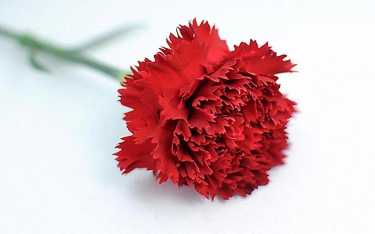 康乃馨應(yīng)該送給什么人，不同的顏色代表著不同的含義