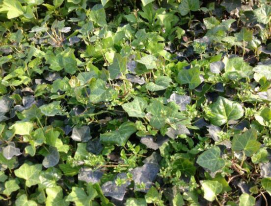 常春藤葉子干枯怎么辦，做好這五點即可恢復生機