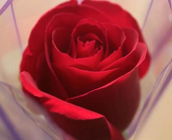 玫瑰花中藥功效與禁忌，具有調(diào)經(jīng)止痛/便秘患者、孕婦禁用