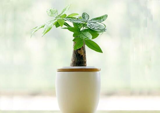 發(fā)財樹多久澆一次水，發(fā)財樹澆水的正確方法