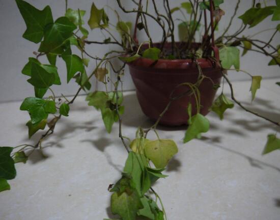 常春藤葉子發(fā)黃的原因有三，讓它重新恢復(fù)生機(jī)