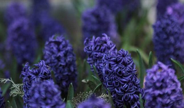 風(fēng)信子花語大全，不同的顏色不同的含義