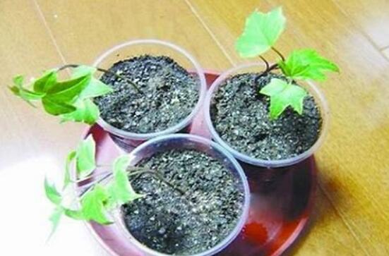 常春藤怎么扦插，做好六大要點存活率百分百