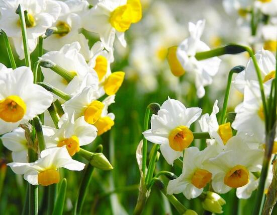 土培水仙花怎么澆水，土培水仙花澆水方法
