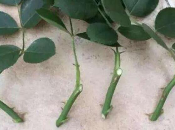 月季花的扦插懶人方法，教你兩種最簡單繁殖方法(土插與水插)