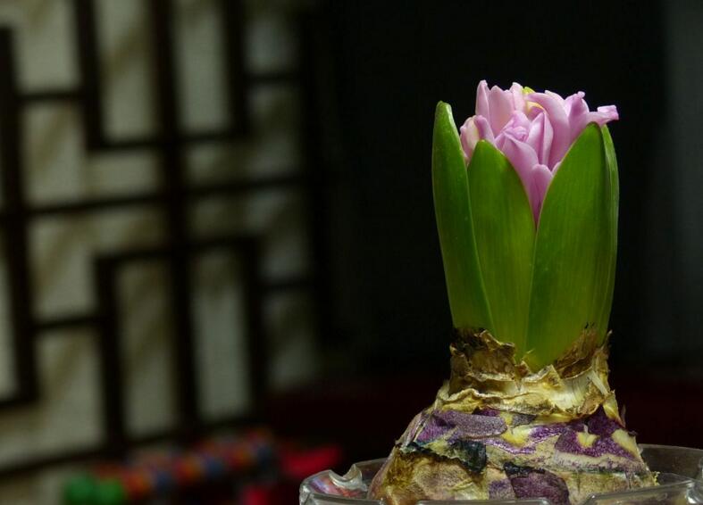 風(fēng)信子花香有毒嗎，有毒沒毒要分清這幾種狀況