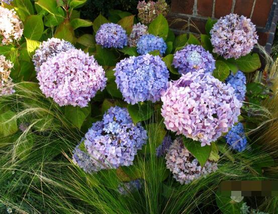 繡球花花期多久，花開花謝持續(xù)25天(6-8月開花)