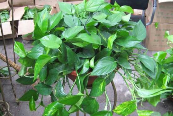 綠蘿吊蘭怎么修剪，綠蘿吊蘭的修剪方法