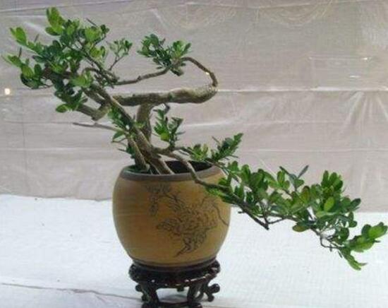 九里香爛根的原因，九里香爛根怎么辦