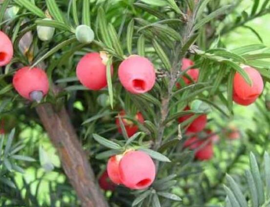 家養(yǎng)紅豆杉有什么好處，延年益壽、身體健康、長壽幸福