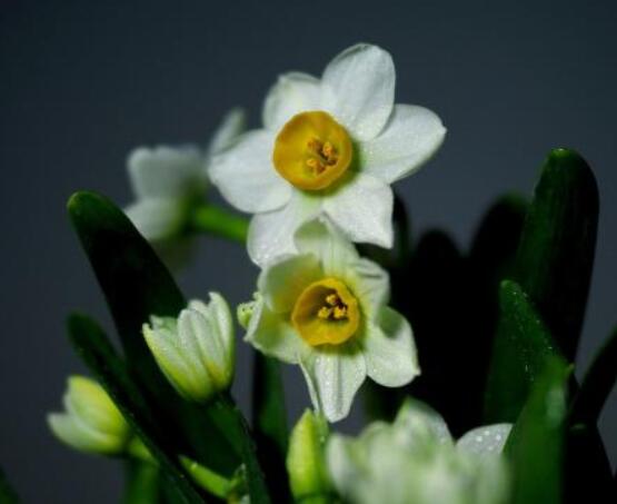水仙花代表什么含義，純潔的愛(ài)情、吉祥祝福