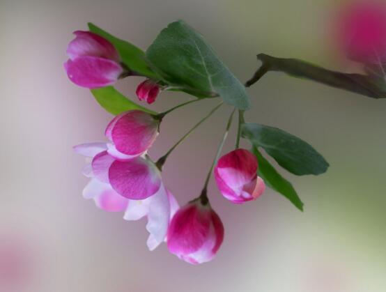 天竺葵和海棠的區(qū)別，教你三種區(qū)別方法(屬性/形態(tài)/價值)