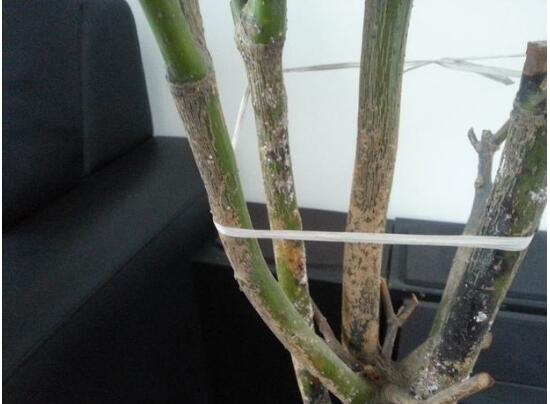 平安樹爛根還有救嗎，平安樹爛根了怎么辦