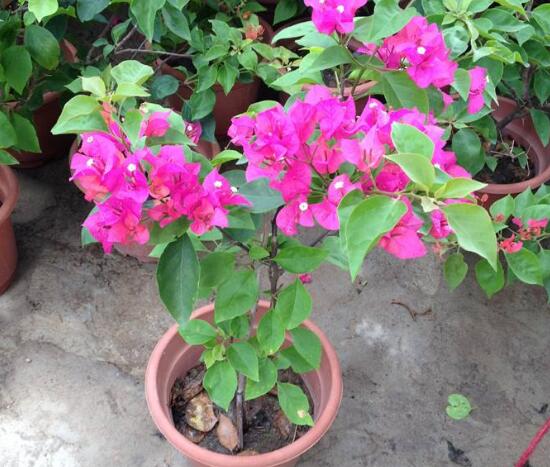 三角梅怎么施肥，三角梅施什么肥好