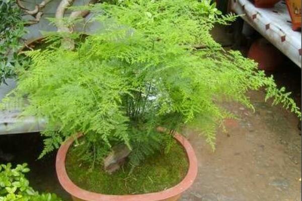 文竹泡水里能長根嗎，文竹水培方法介紹