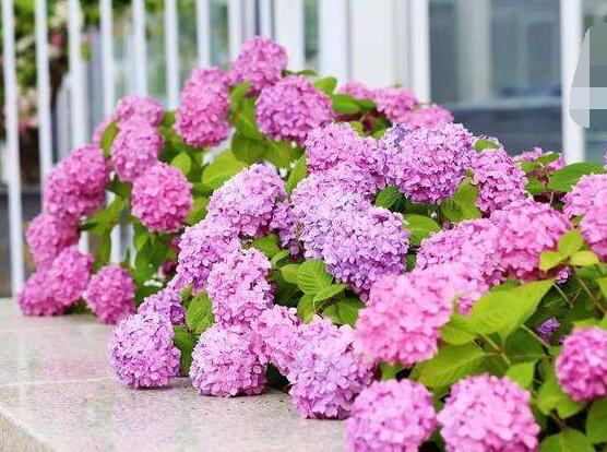 粉色繡球花花語，代表著美好回憶、期待愛情