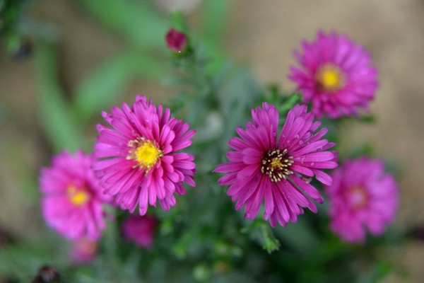 荷蘭菊四季開花嗎，它的花期在每年的8~10月
