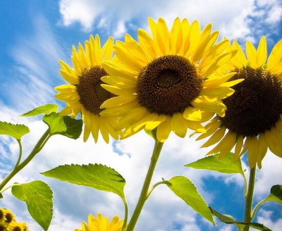 向日葵需要修剪嗎，怎么修剪向日葵/摘心修整