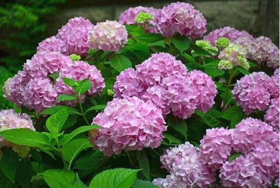 天竺葵和繡球花的區(qū)別，盤點(diǎn)三種區(qū)別方法(外形/習(xí)性/價(jià)值)