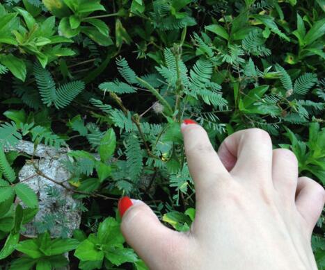 含羞草葉子干了怎么辦，及時(shí)查看是否有病蟲(chóng)害